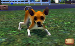 The Sims 3 Pets