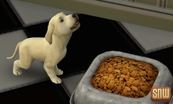 The Sims 3 Pets: BaBa the dog